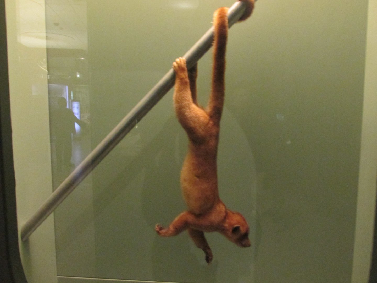 kinkajou