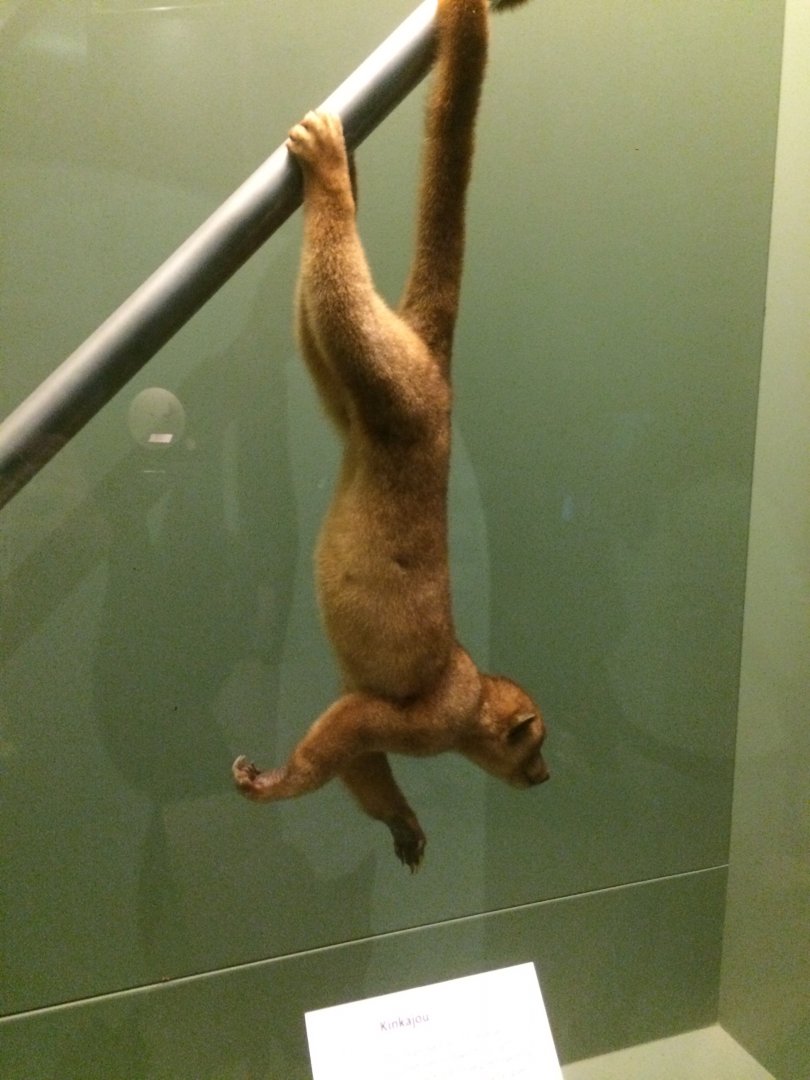 Kinkajou