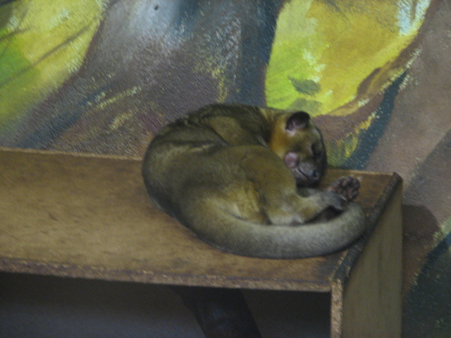 Kinkajou