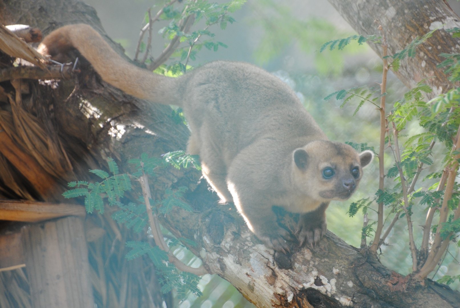 Kinkajou