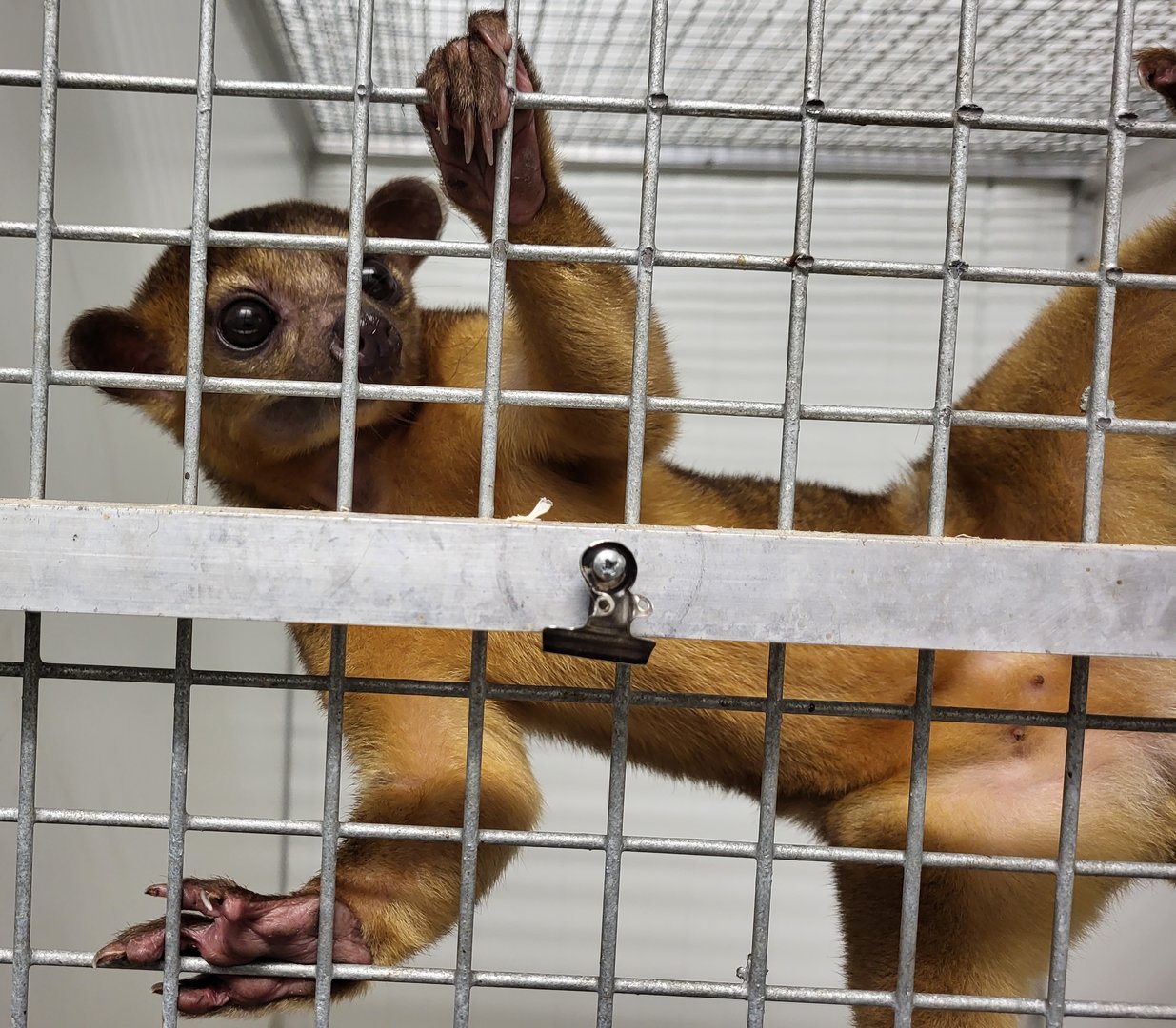 Kinkajou