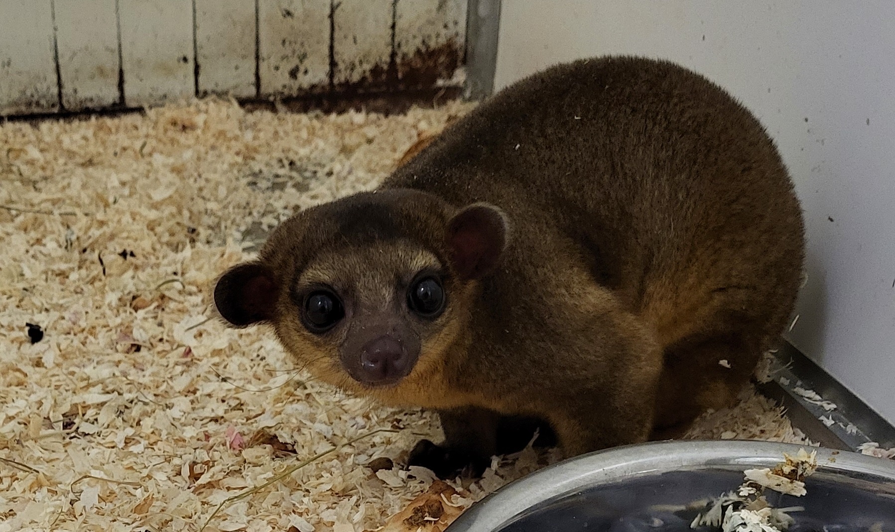 Kinkajou