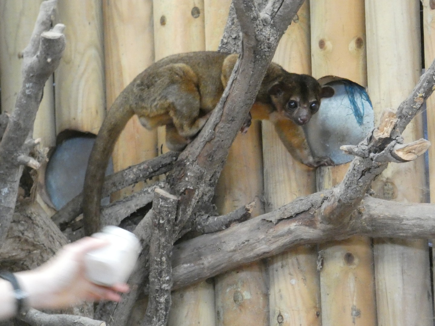 Kinkajou