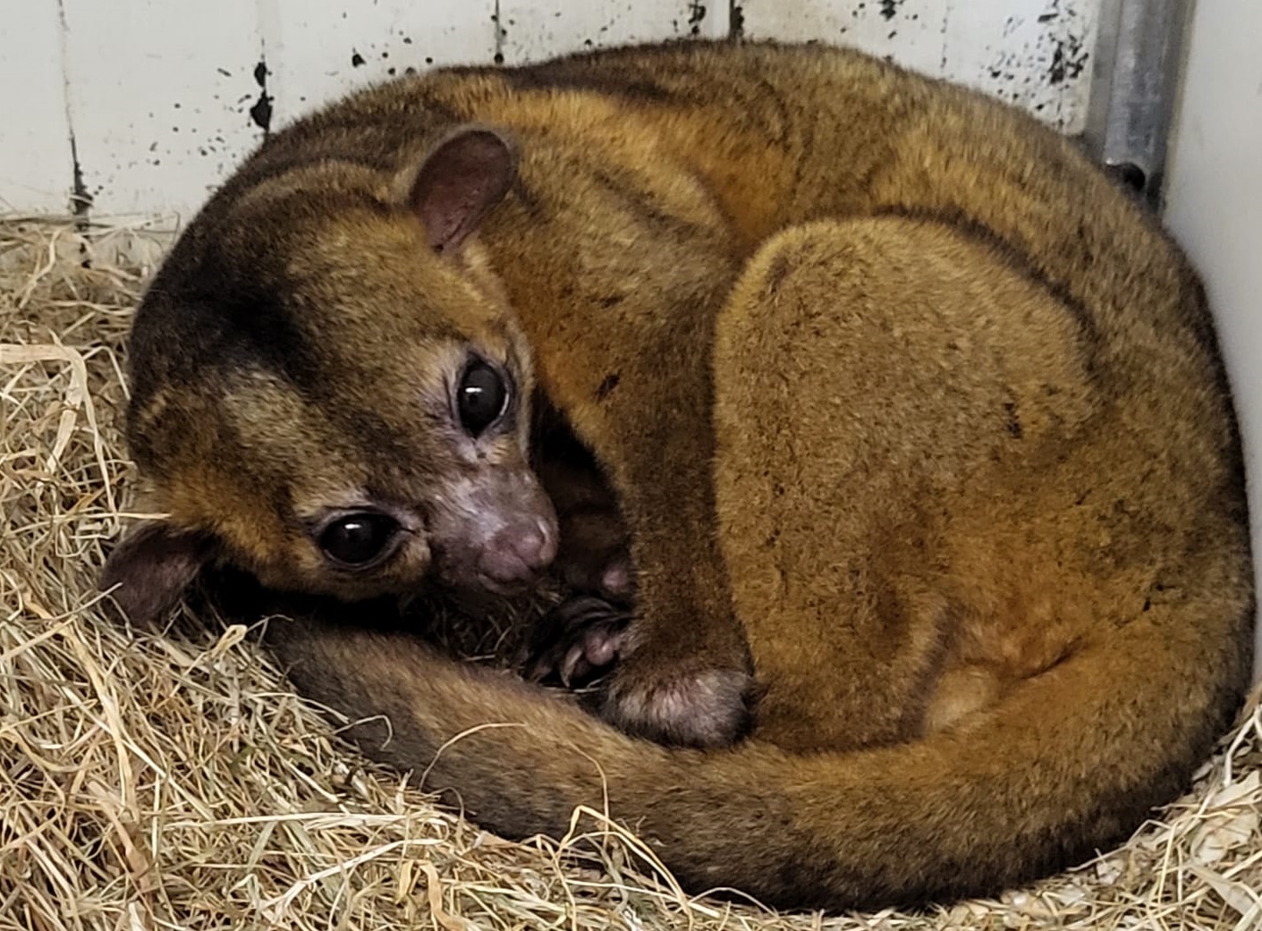 Kinkajou