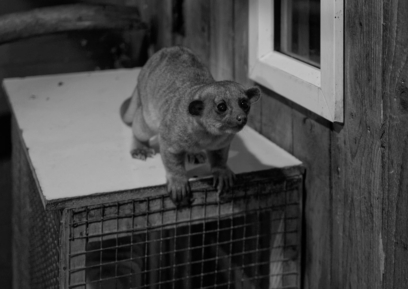 Kinkajou