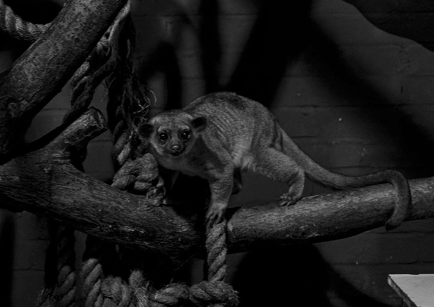 Kinkajou