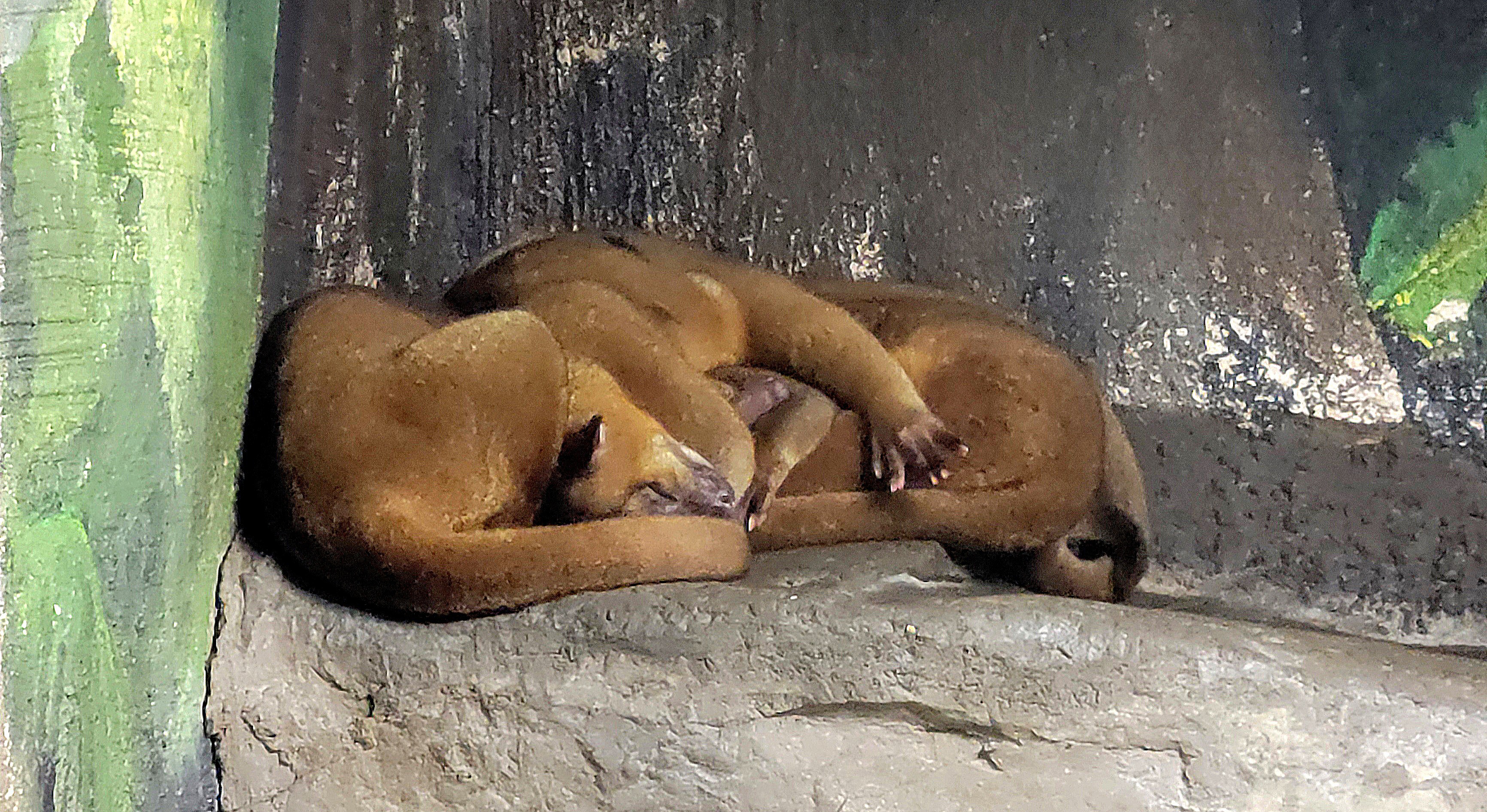 Kinkajou