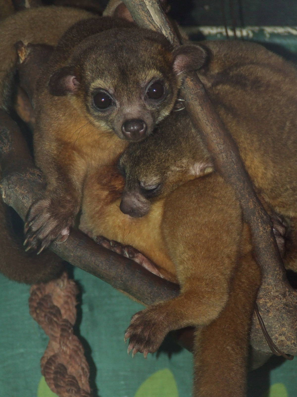 Kinkajous @ Pécs Zoo & Aquarium-Terrarium, Hungary