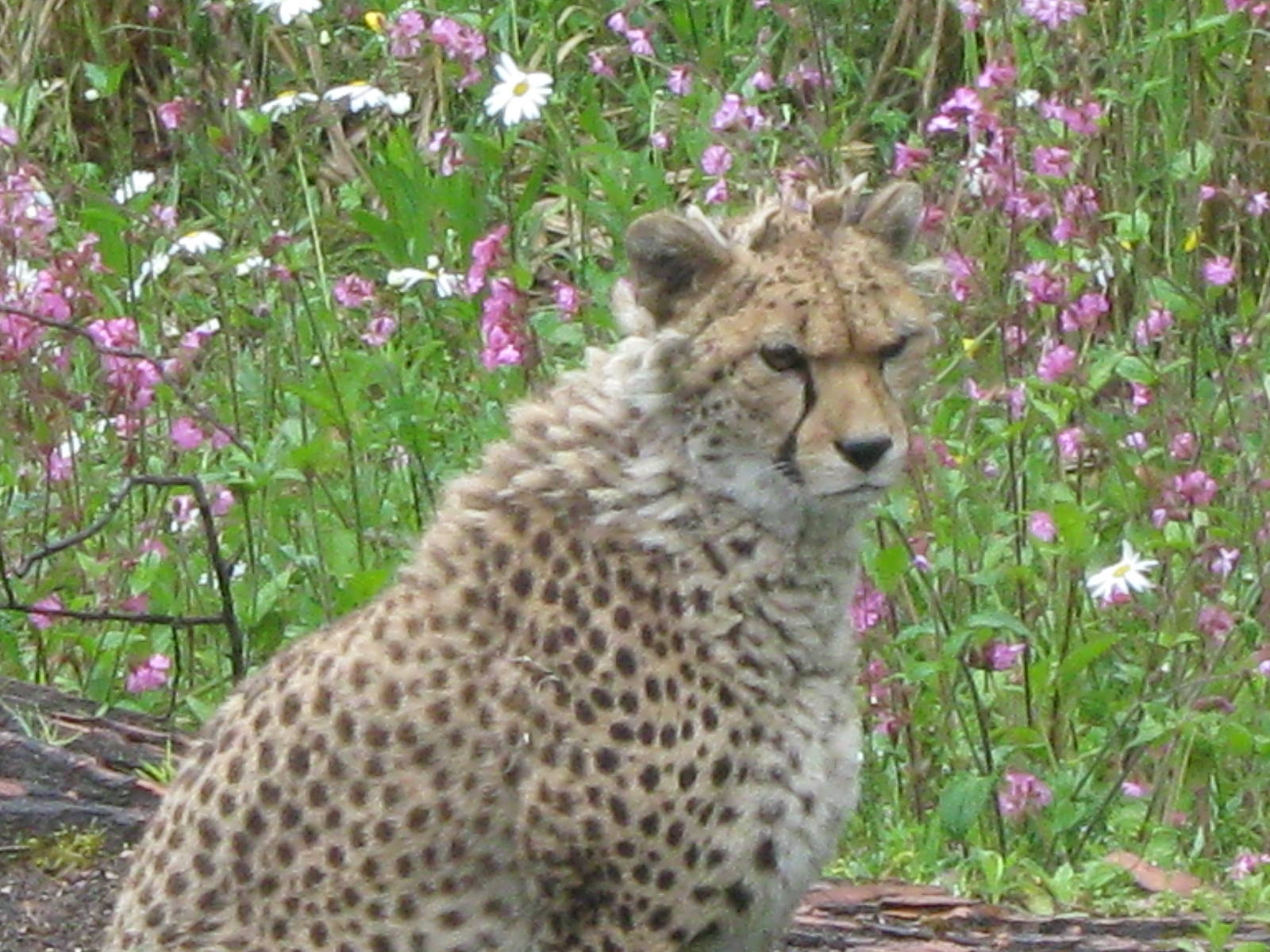 Kinky Tail, female cheetah 1.6.10