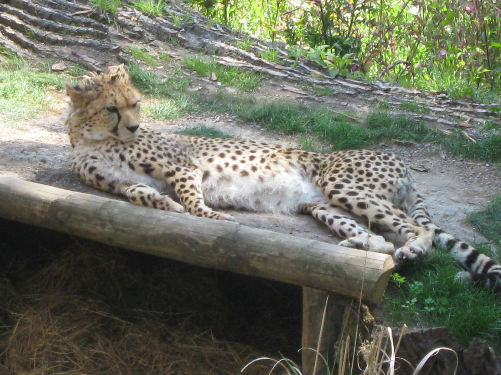 Kinky Tail in the sun