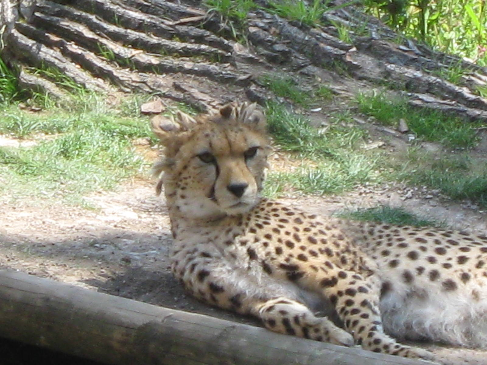 Kinky Tail the cheetah