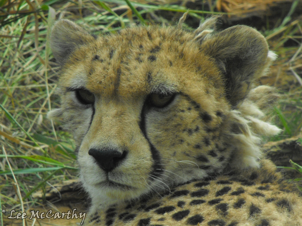 Kinkytail 23rd July 2010