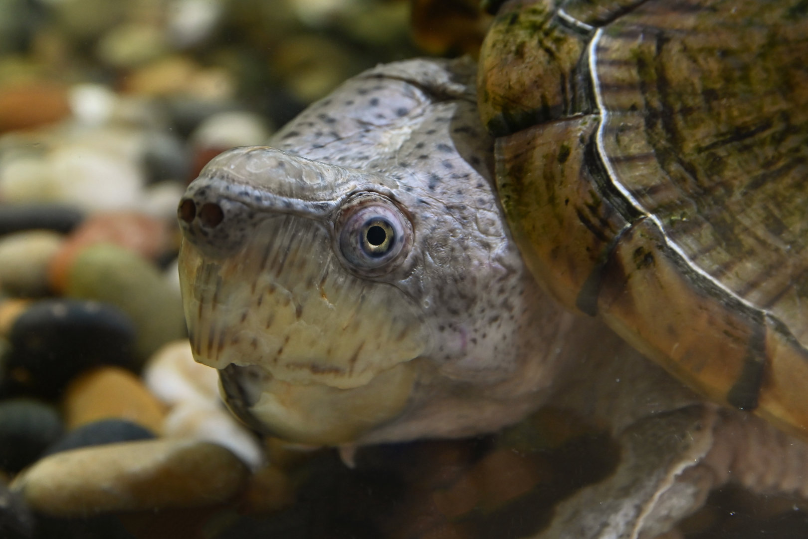 Kinosternom carinatus