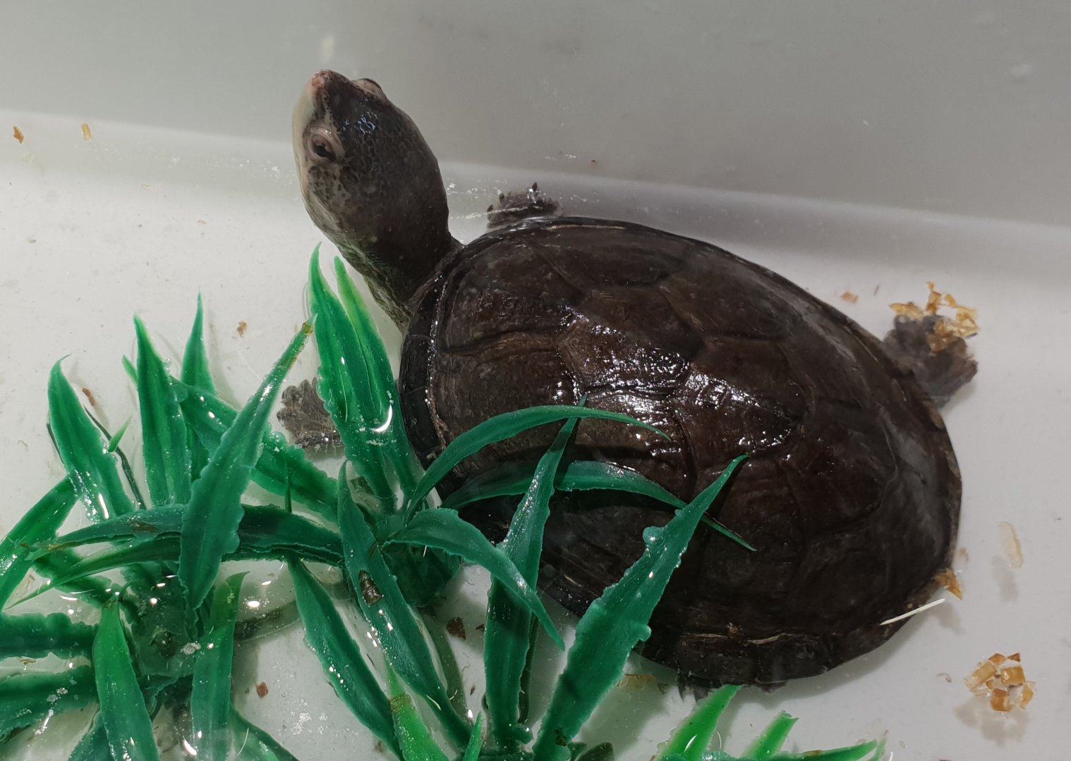 Kinosternon hirtipes