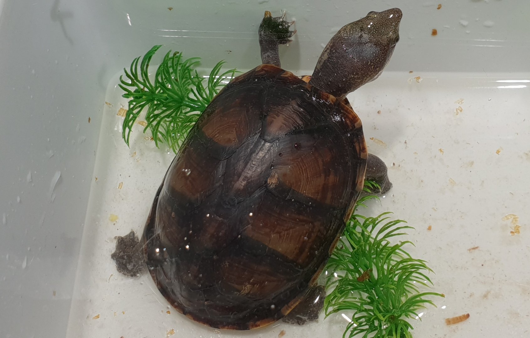 Kinosternon leucostomum