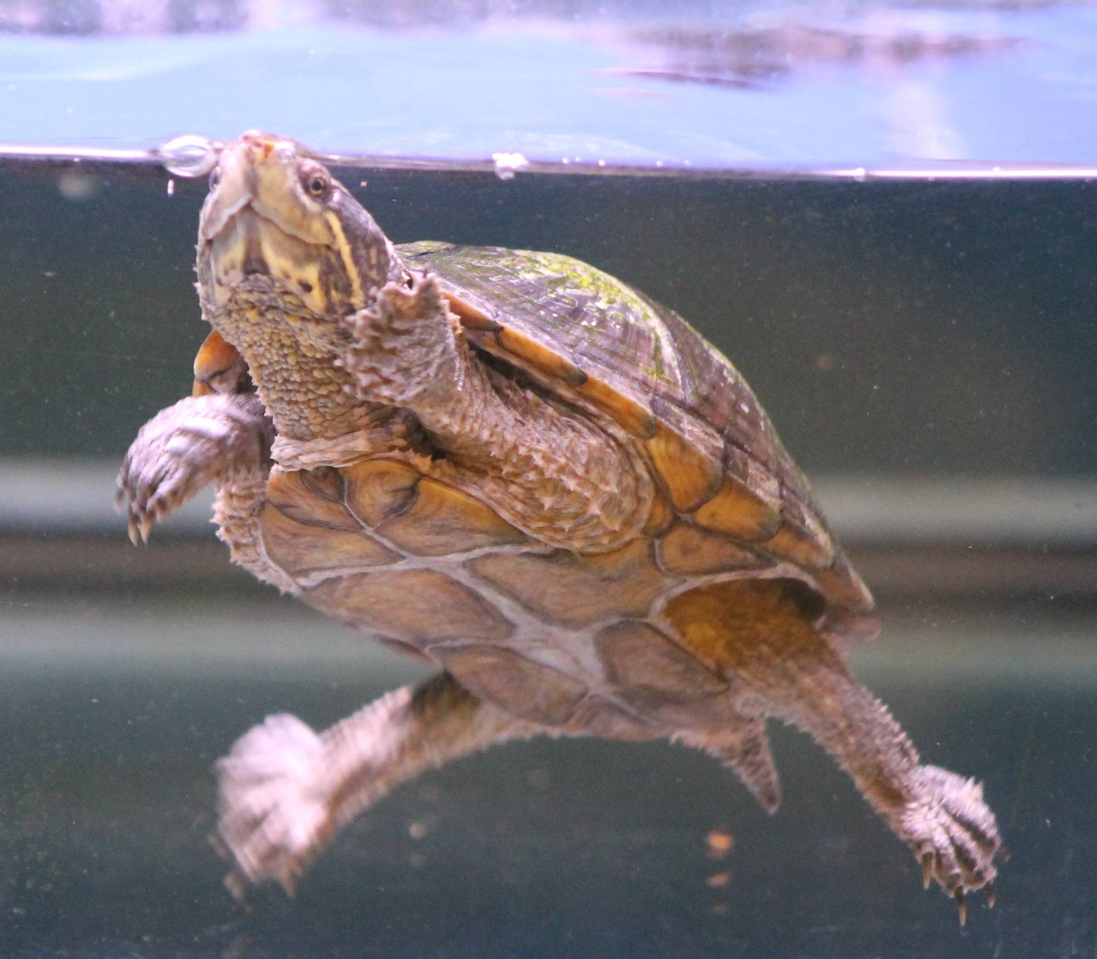 Kinosternon odoratus - mud turtle