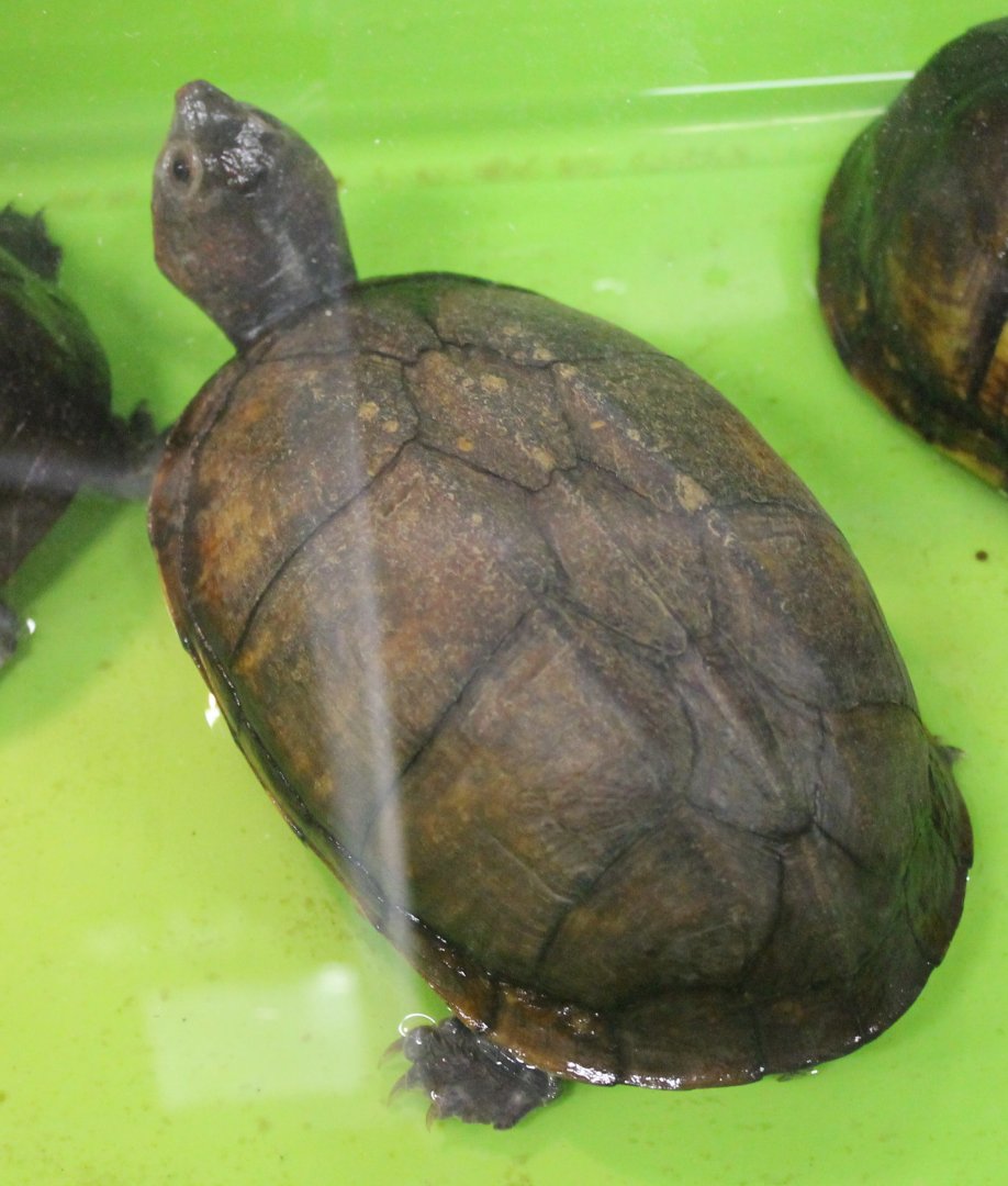 Kinosternon scorpiodes