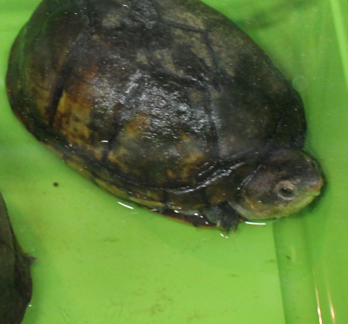 Kinosternon scorpiodes