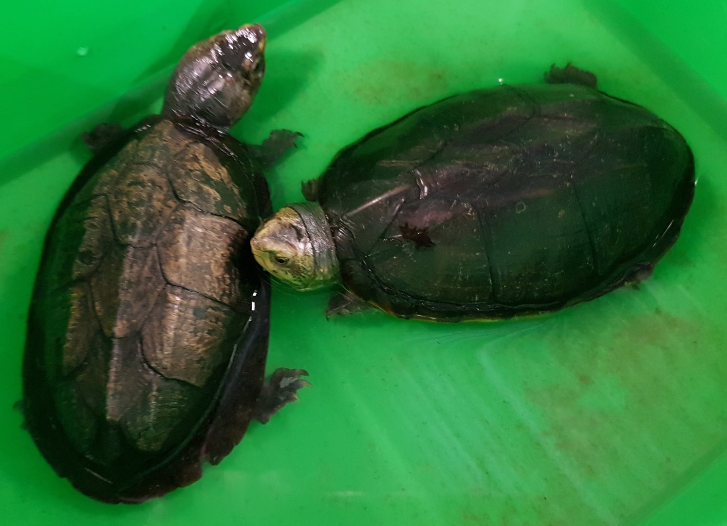 Kinosternon scorpiodes