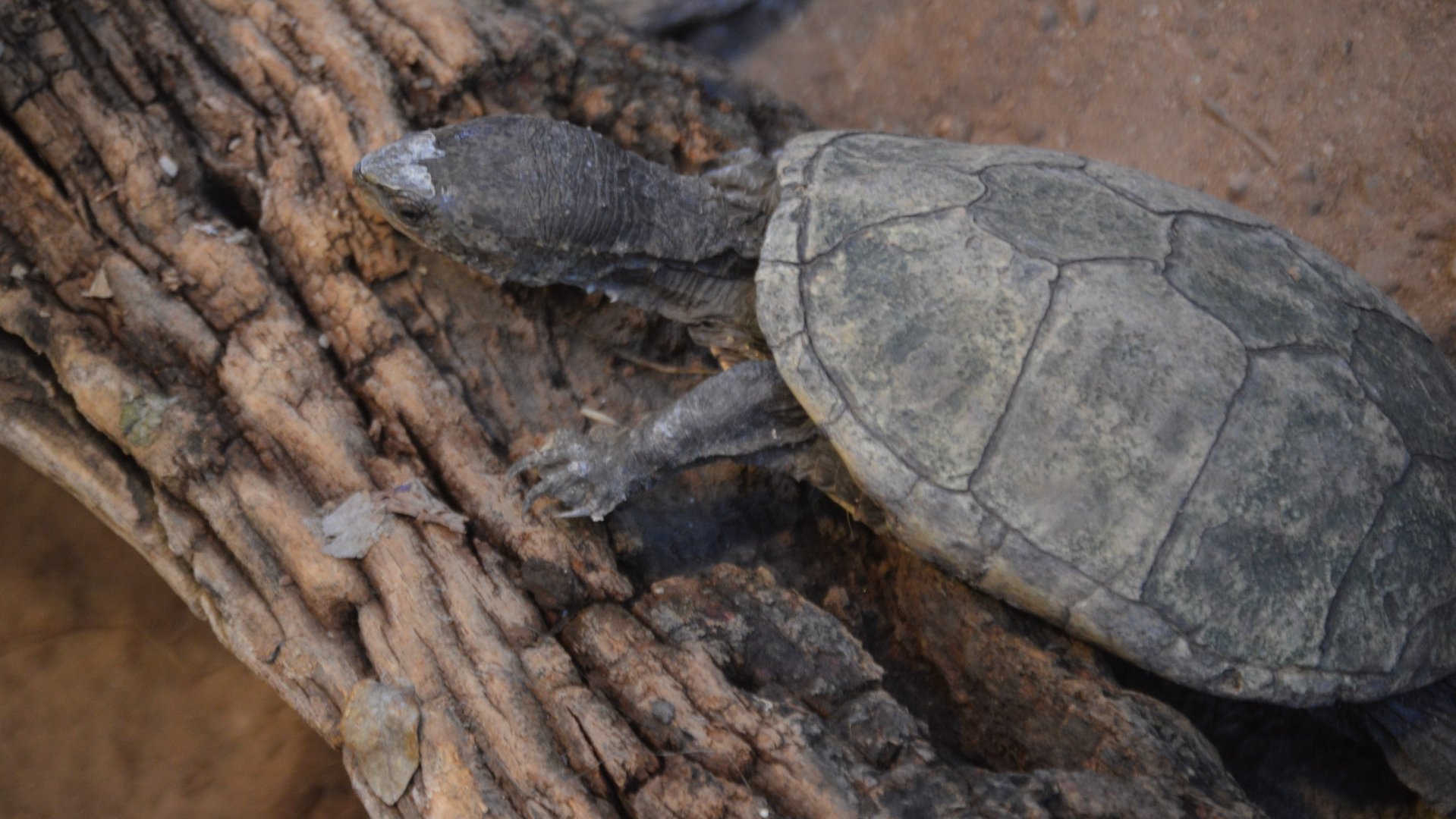 Kinosternon sonoriense sonoriense