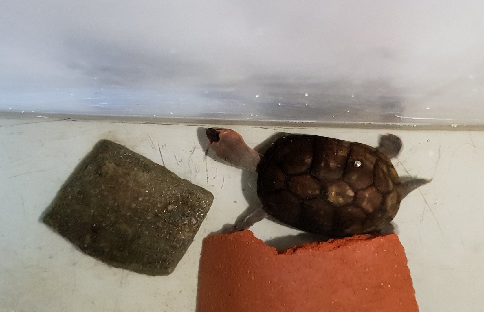 Kinosternon subrubrum