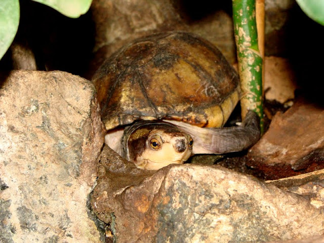 Kinosteron leucostomum