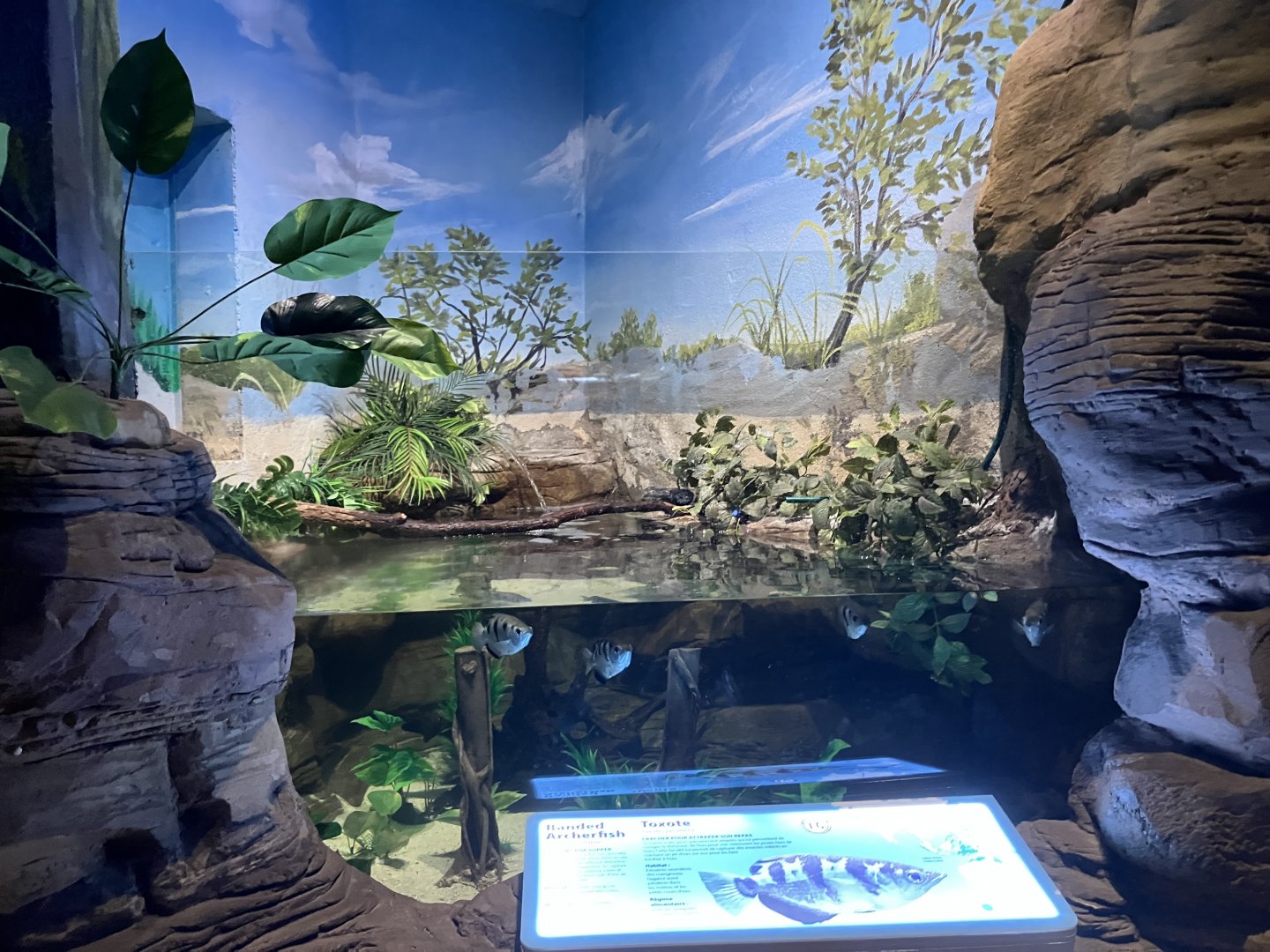 Kinsmen Discovery Center - Banded Archerfish Exhibit
