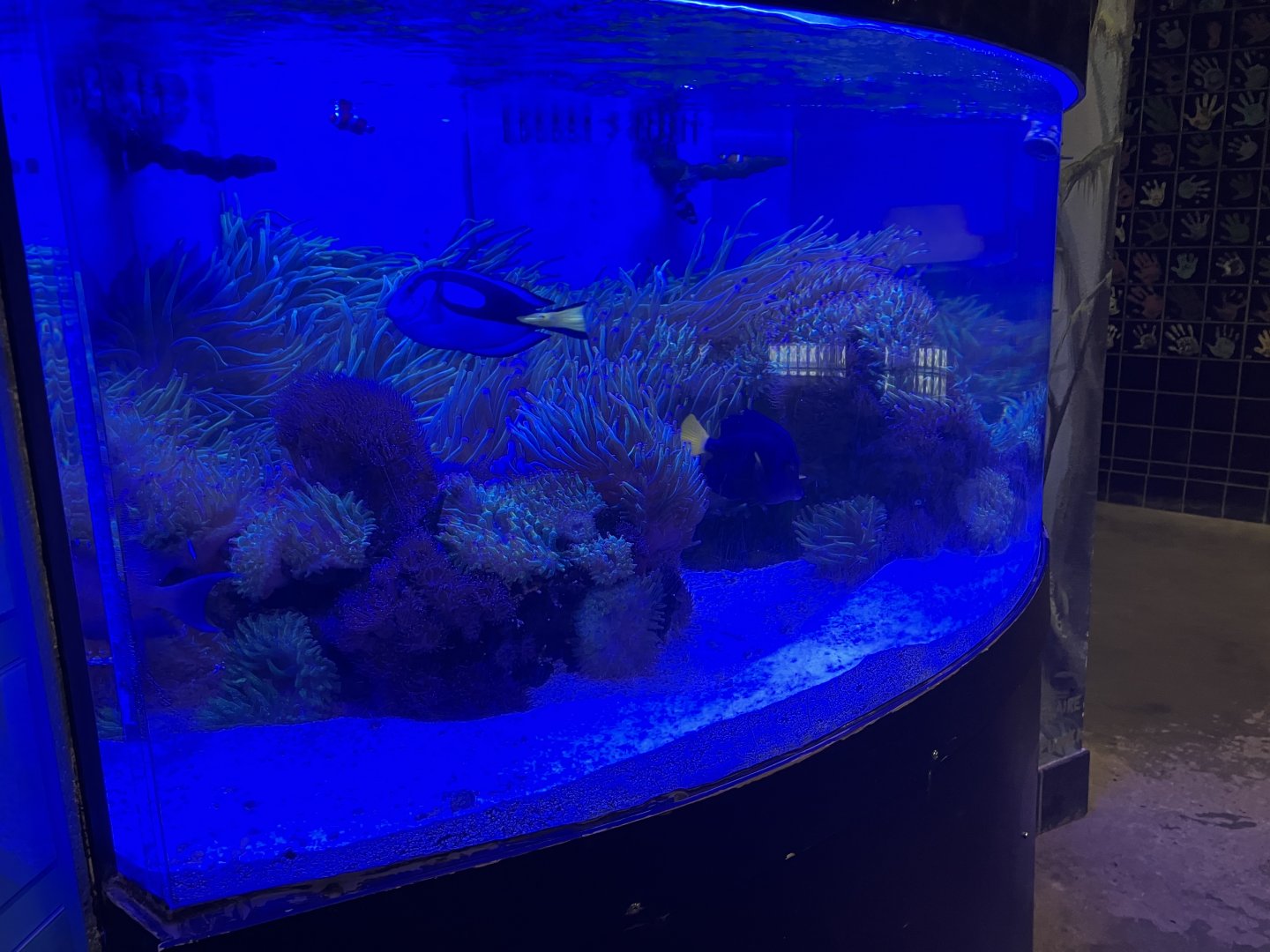 Kinsmen Discovery Center - Coral Reef Tank