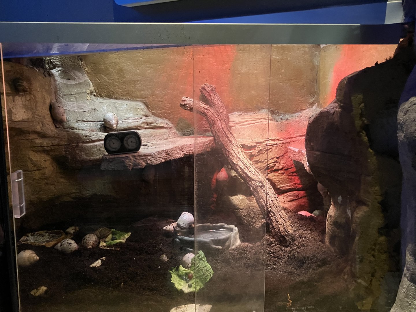 Kinsmen Discovery Center - Giant African Land Snail Exhibit