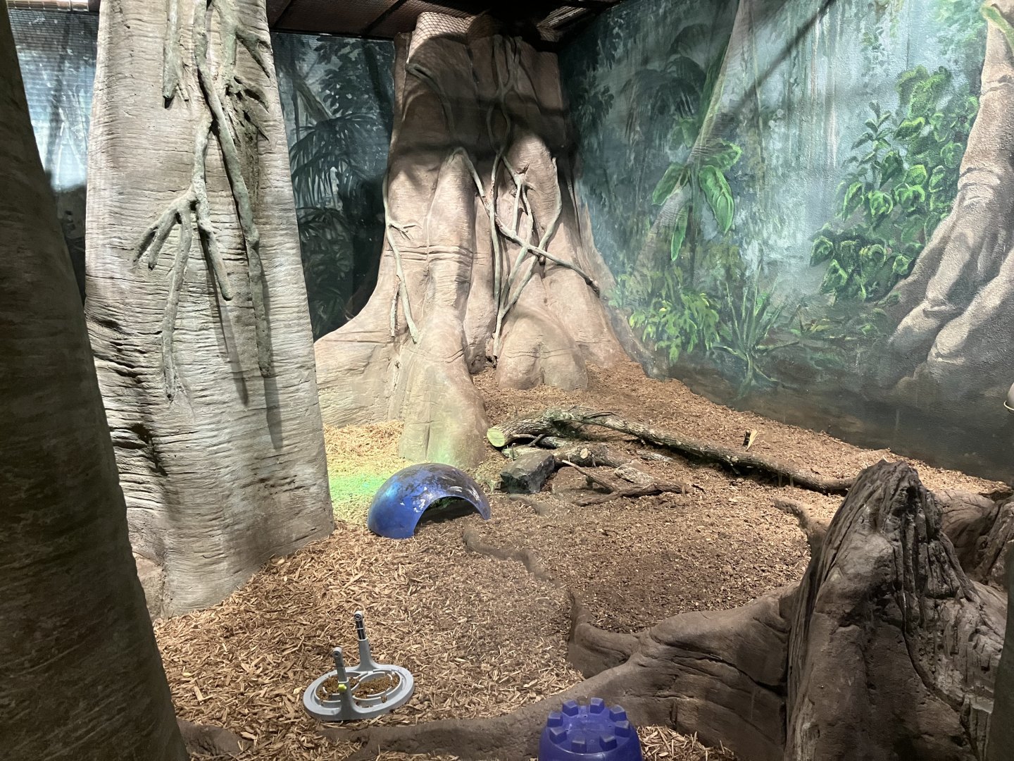 Kinsmen Discovery Center - Indian Star Tortoise Exhibit