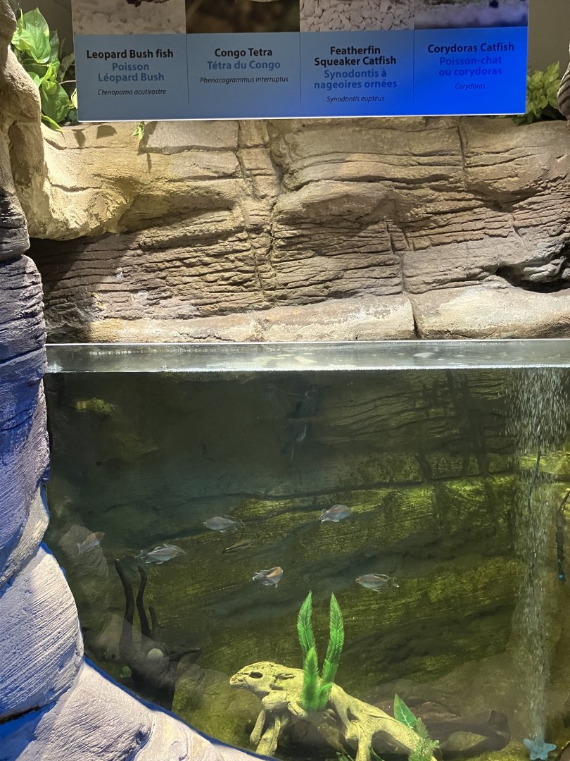 Kinsmen Discovery Center - Leopard Bush Fish/Congo Tetra/Featherfin Squeaker Catfish/Corydoras Catfish Tank