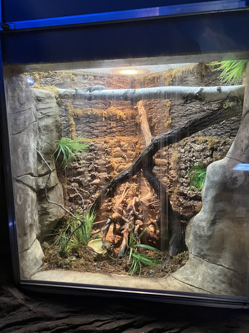 Kinsmen Discovery Center - New Caledonian Giant Gecko Exhibit