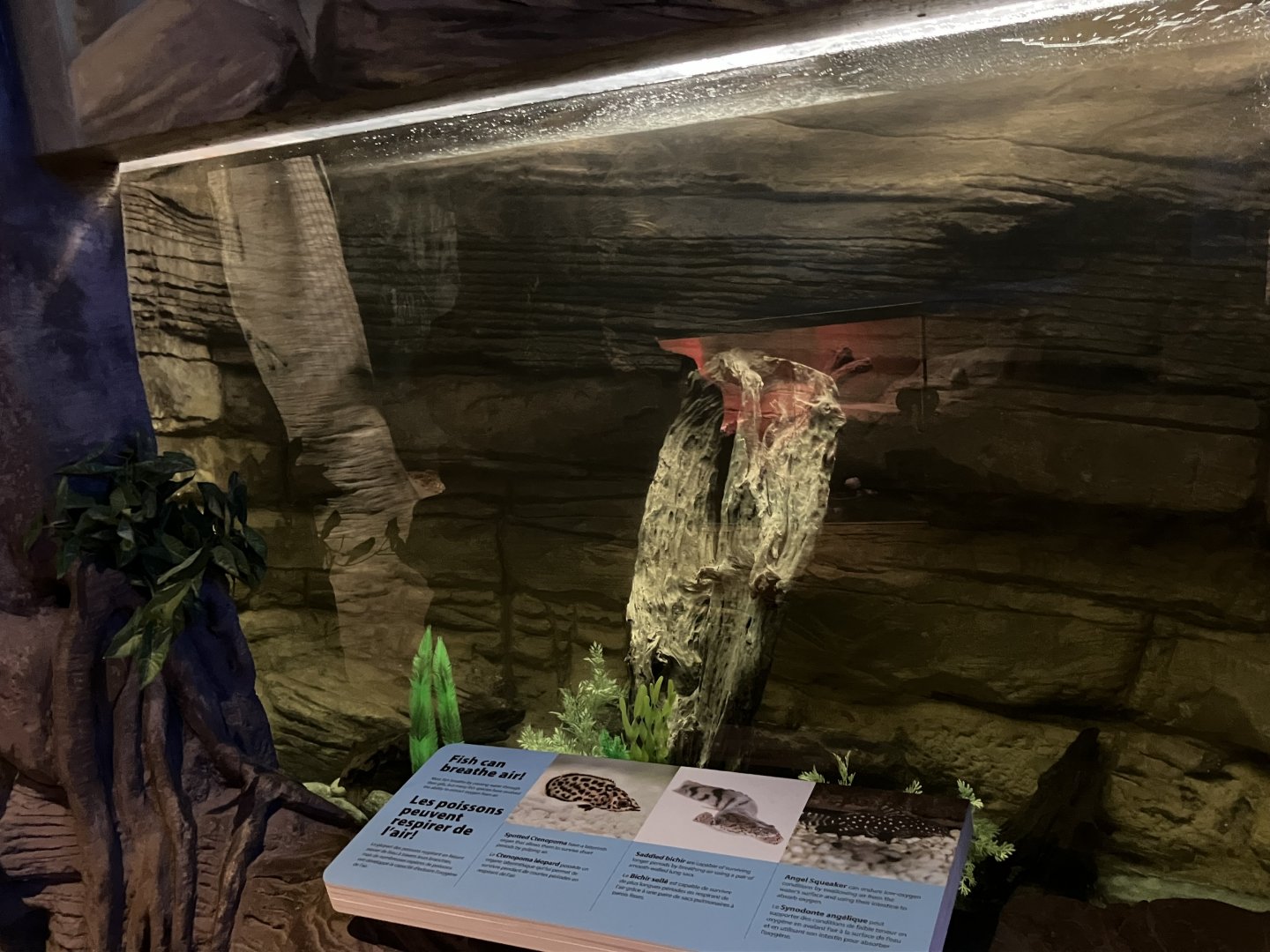 Kinsmen Discovery Center - Saddled Bichir/Spotted Ctenopema/Angel Squeaker Tank