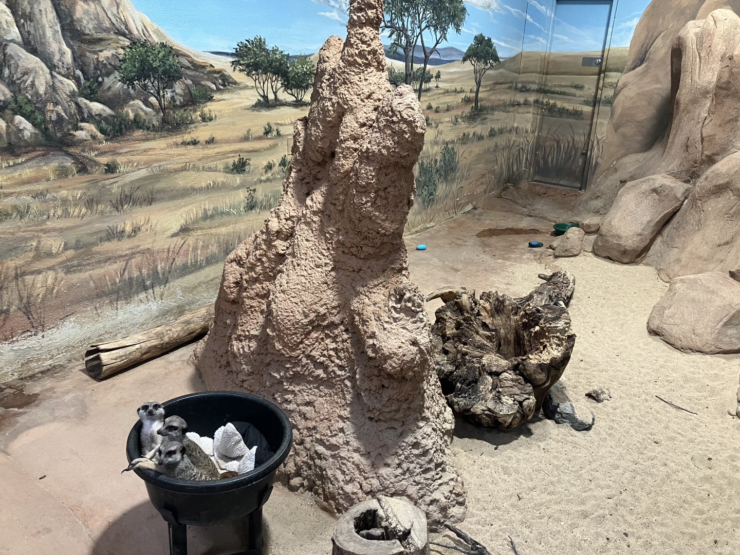 Kinsmen Discovery Center - Slender-Tailed Meerkat Exhibit