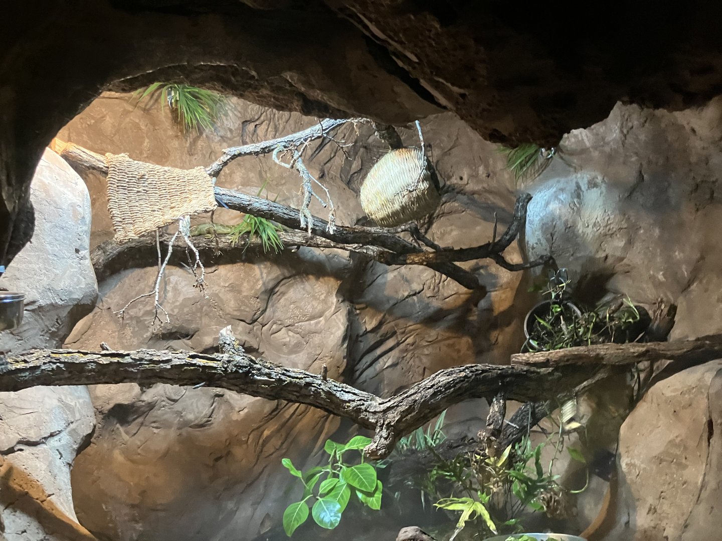 Kinsmen Discovery Center - Solomon Islands Skink
