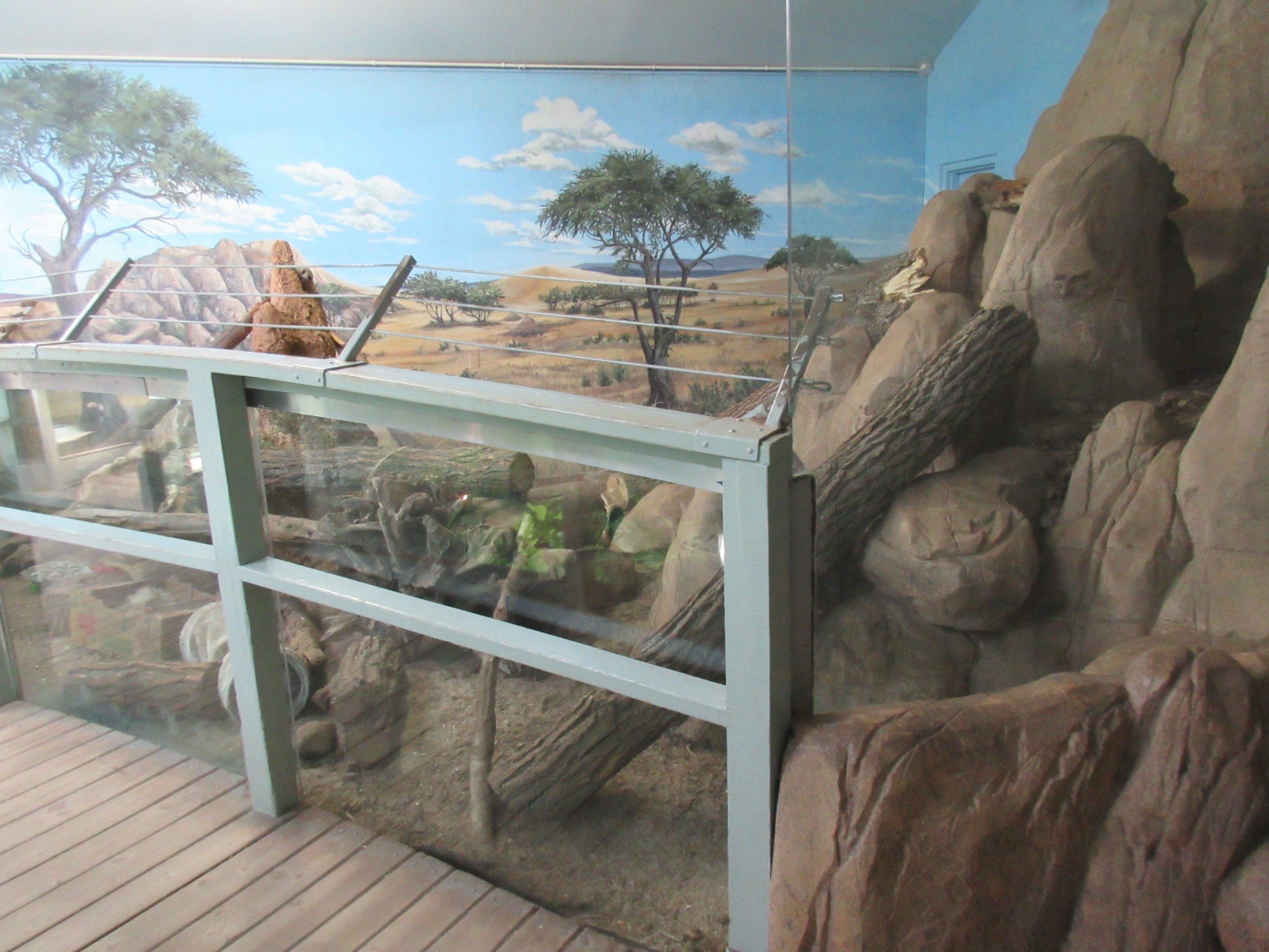 Kinsmen Discovery Centre - Meerkat Exhibit