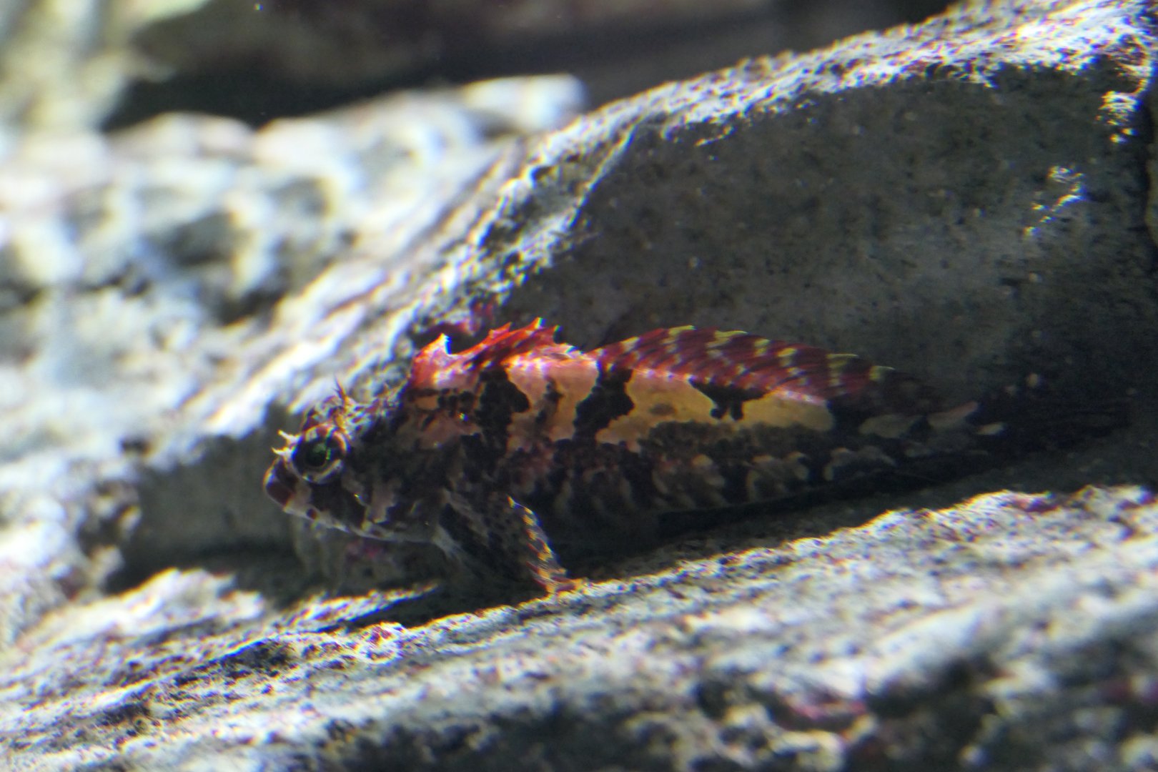 Kinu-kajika (Furcina osimae)