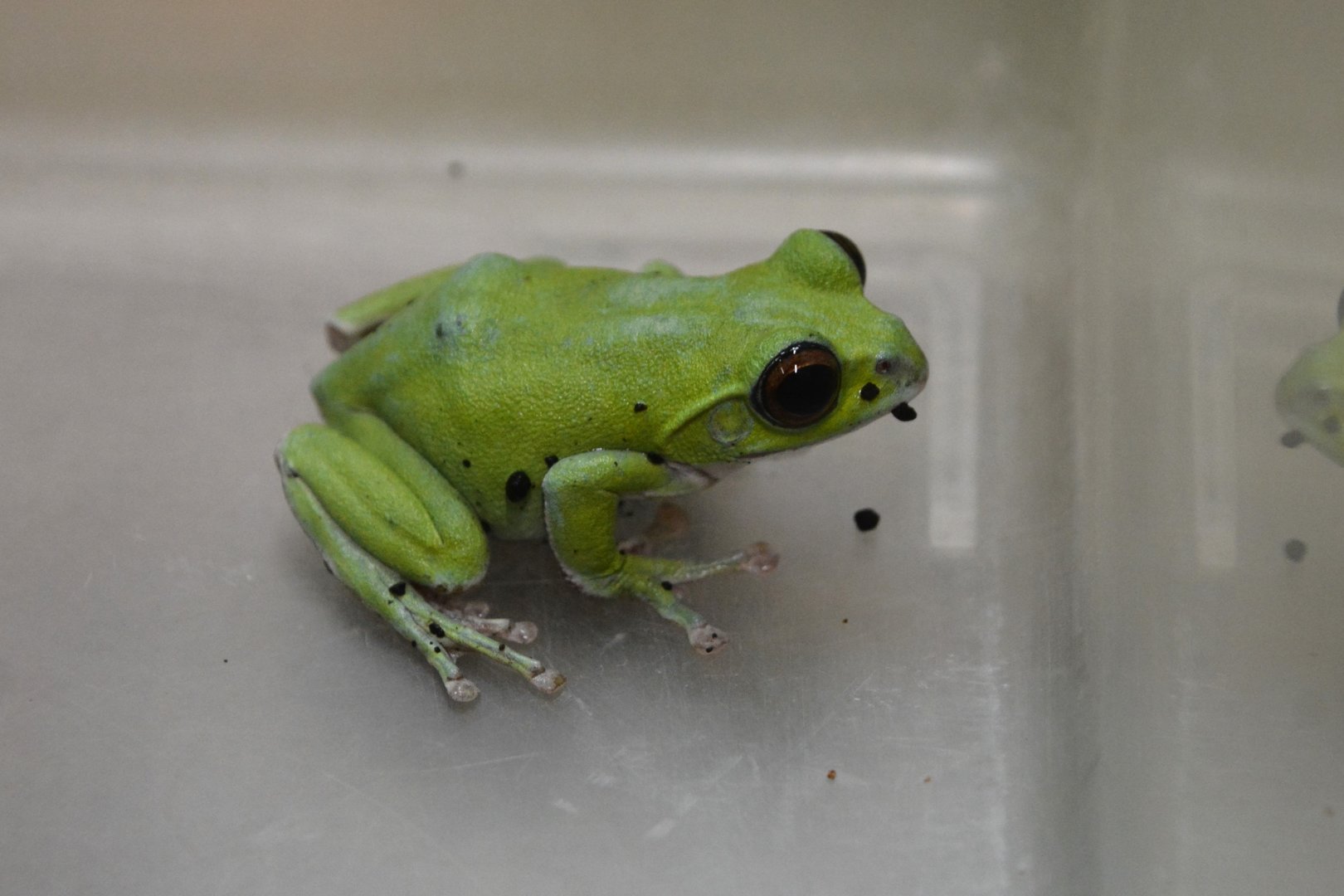 Kinugasa flying frog (Zhangixalus arboreus)