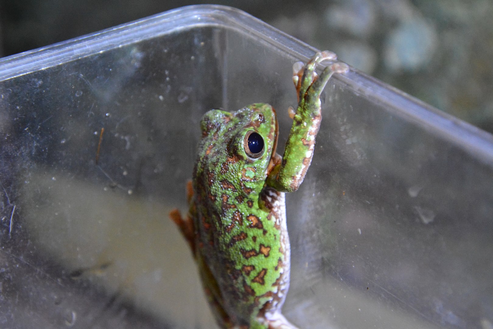 Kinugasa flying frog (Zhangixalus arboreus)