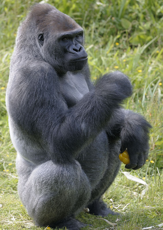 'Kiondo' at the Gorilla Talk