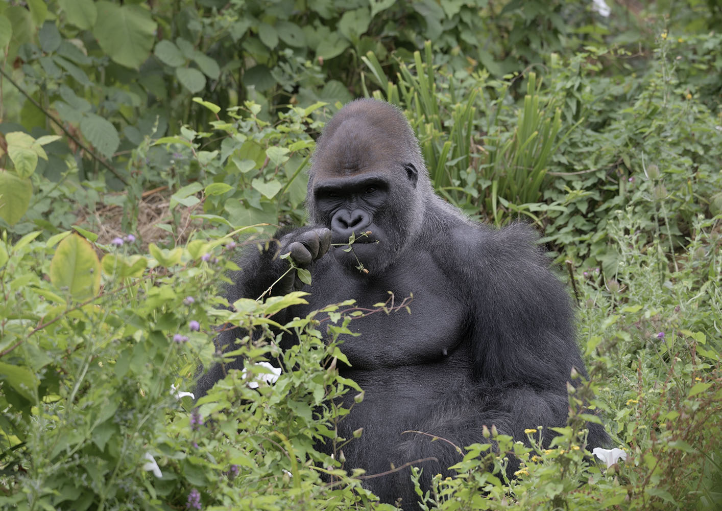 Kiondo in the undergrowth