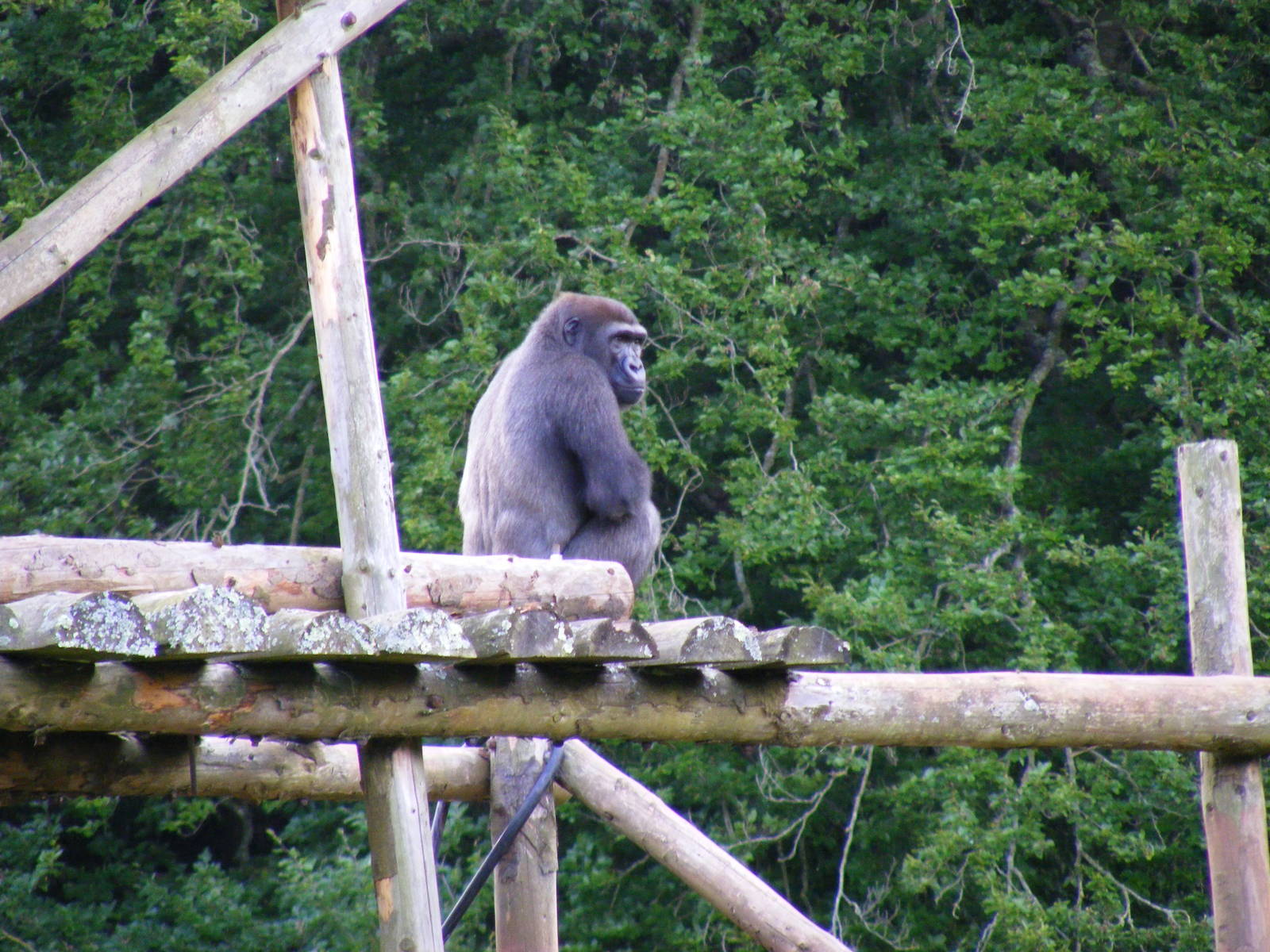 Kiondo the gorilla at Paignton Zoo, 2 August 2009