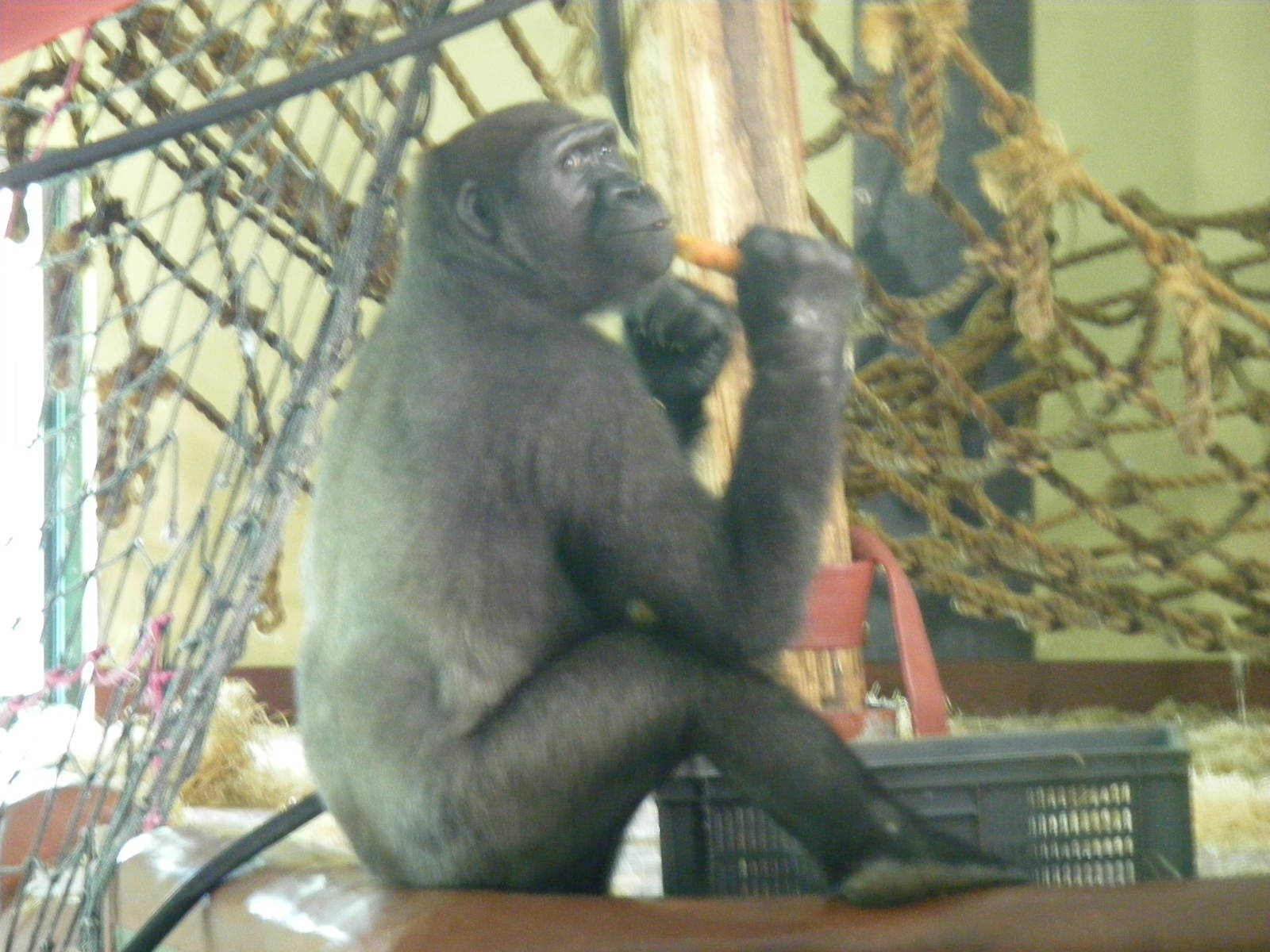 Kiondo the gorilla at Paignton Zoo, 2 August 2009