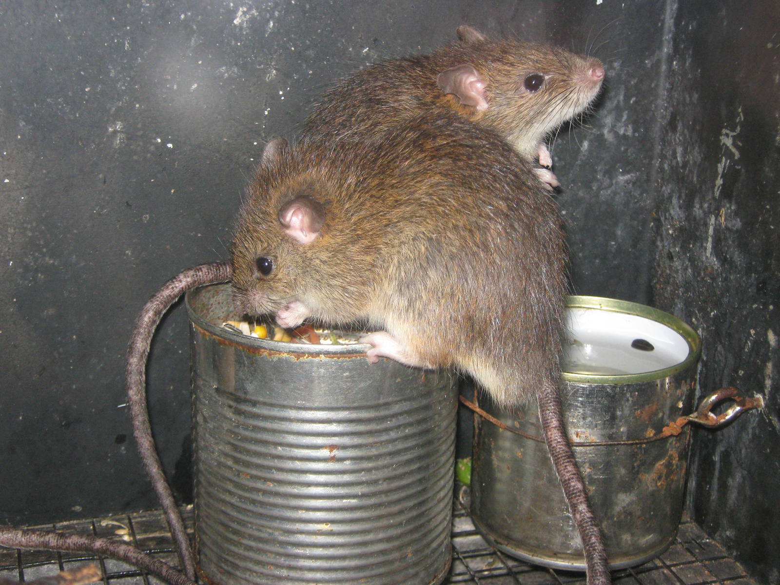 kiore (Rattus exulans)