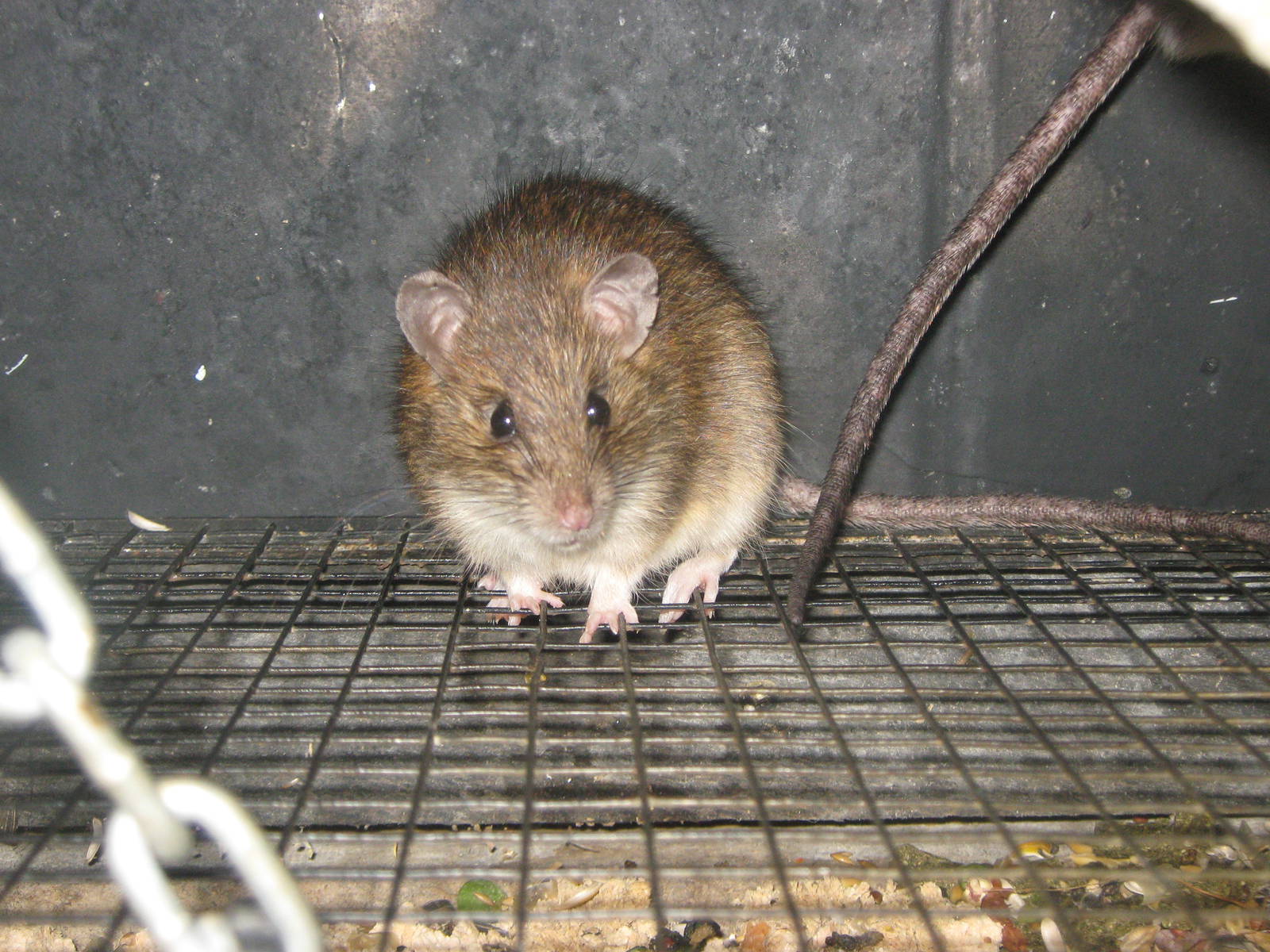 kiore (Rattus exulans)