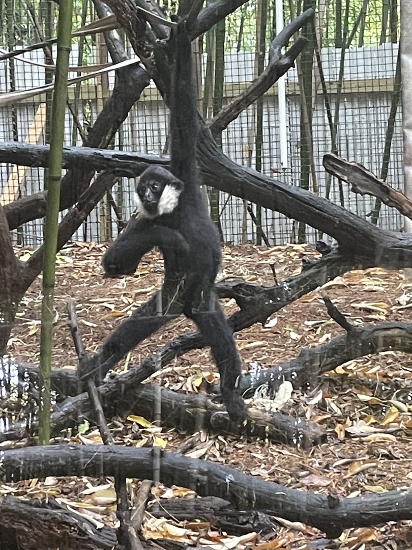 Kip the Northern White Cheeked Gibbon