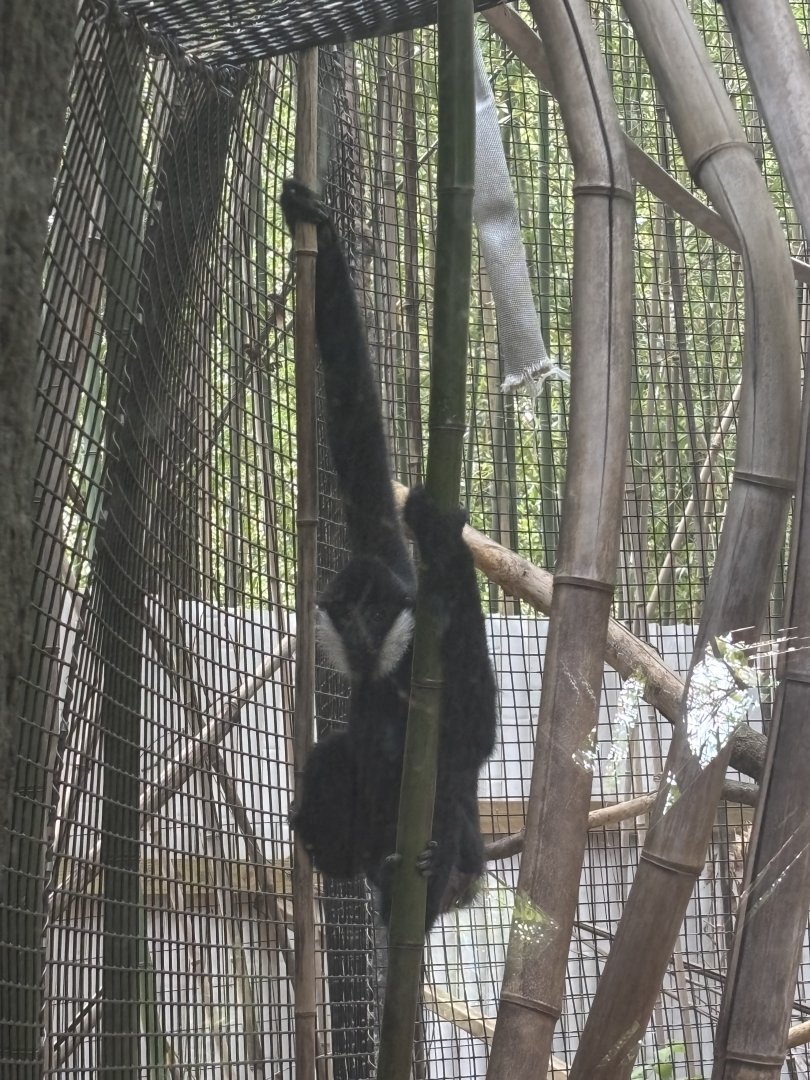 Kip the Northern White Cheeked Gibbon