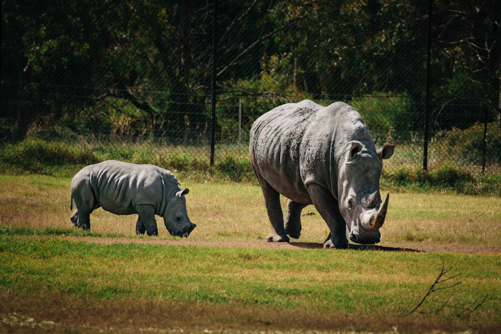 Kipenzi and Jabulani