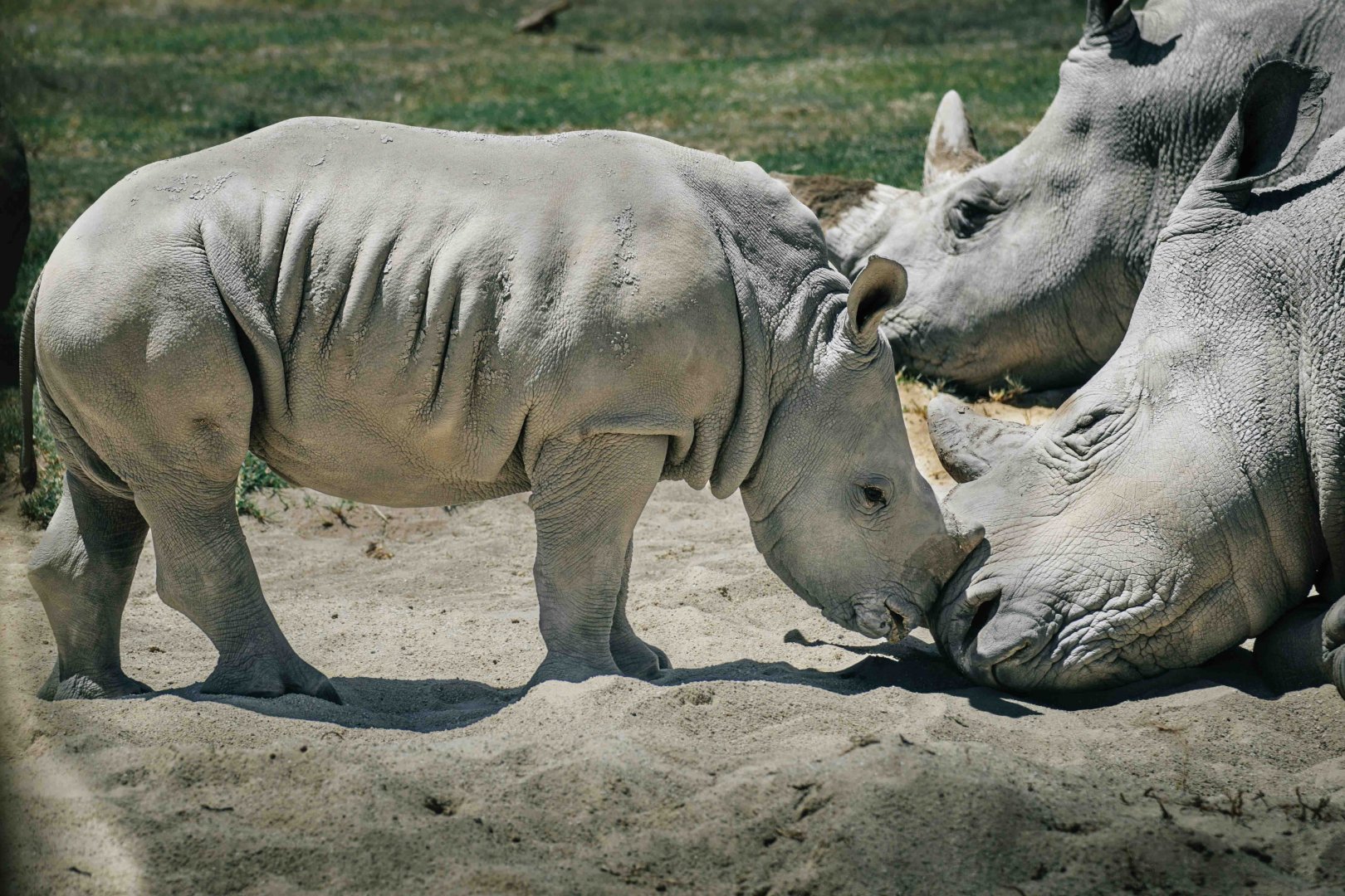 Kipenzi and Jabulani