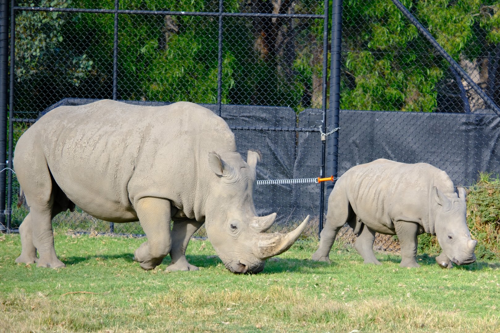 Kipenzi and Jubalani - Werribee Open Range Zoo